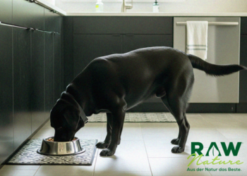 natürliches hundefutter